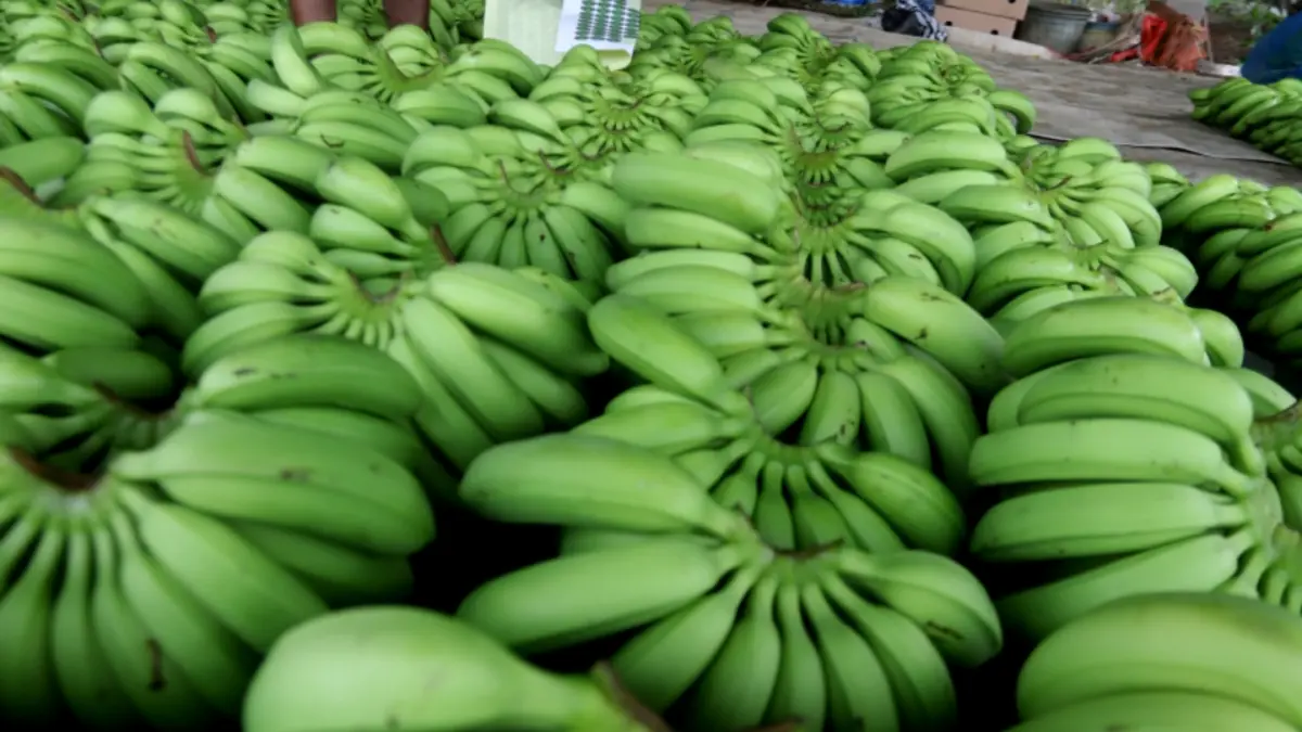 POTENSI LOKAL: Budi daya pisang cavendish menjadi produk unggulan ekonomi yang dikelola BUMDes Gading, Kecamatan Jatirejo.