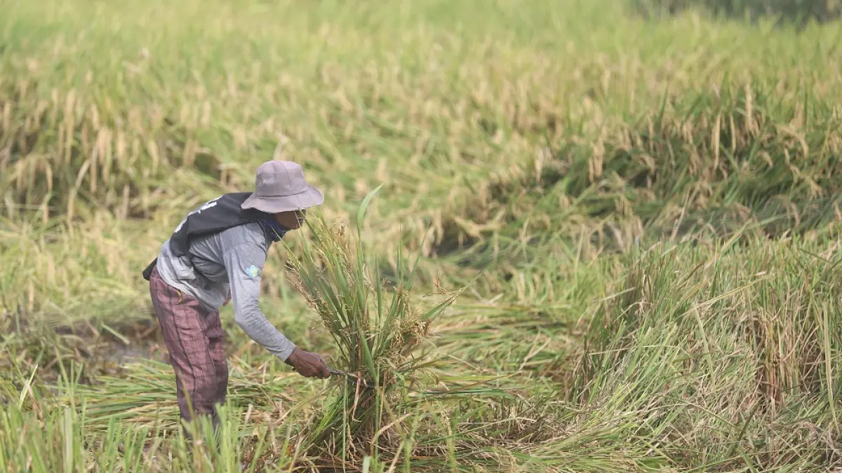PANEN PADI: Seorang petani memotong batang tanaman padi yang telah menguning di Desa Sidoharjo, Kecamatan Gedeg, Kabupaten Mojokerto, Rabu (1/4). (Sofan JPRM)
