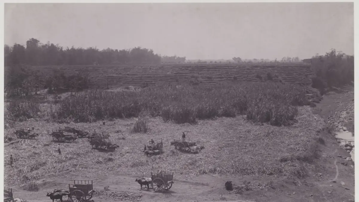 PERTANIAN: Petani di wilayah Mojokerto mengolah lahan untuk ditanami tebu di masa pemerintah kolonial.