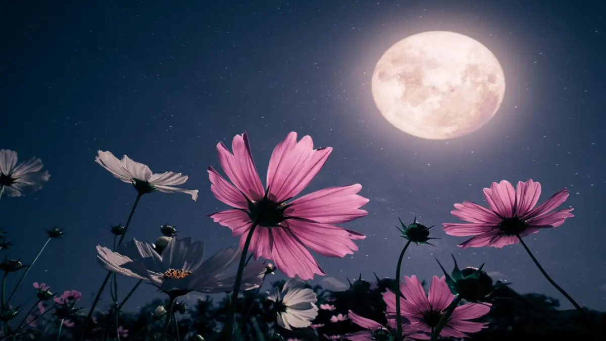 Asal-usul dan makna pink moon