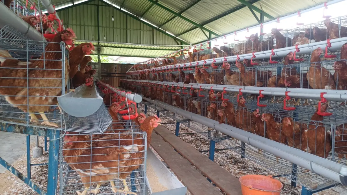PANEN: warga merawat ayam petelur yang dibudidayakan di kandang milik BUMDes Kutorejo.