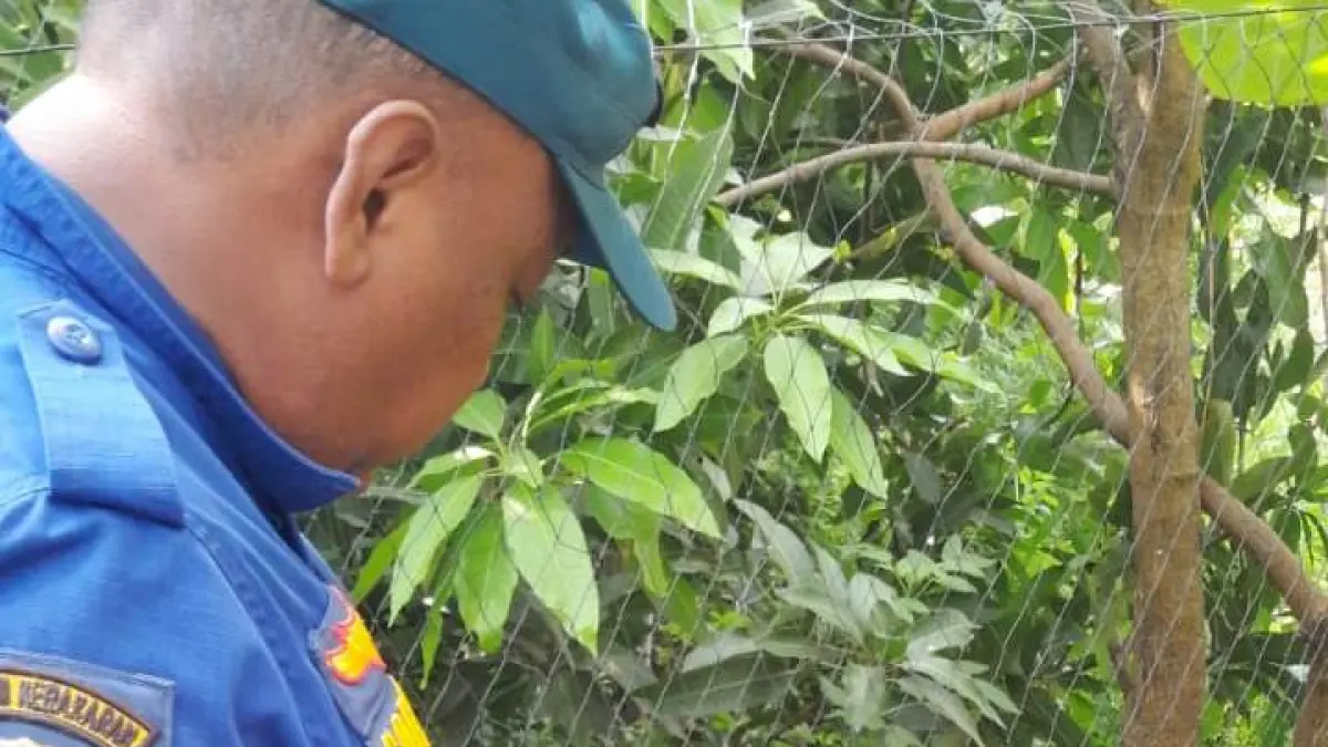 PENYELAMATAN: Petugas Damkar BPBD Kabupaten Mojokerto mengevakuasi hewan berbisa jenis ular welang yang tersangkut jaring di kebun warga di Perumahan Pitaloka, Desa Japan, Kecamatan Sooko, kemarin (6/4). 