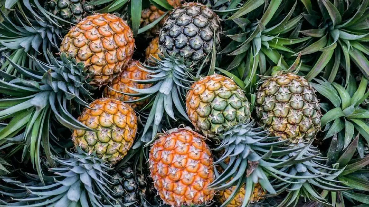 Buah nanas dipercaya sebagian orang mampu menggugurkan kandungan. Namun, bagaimana faktanya?