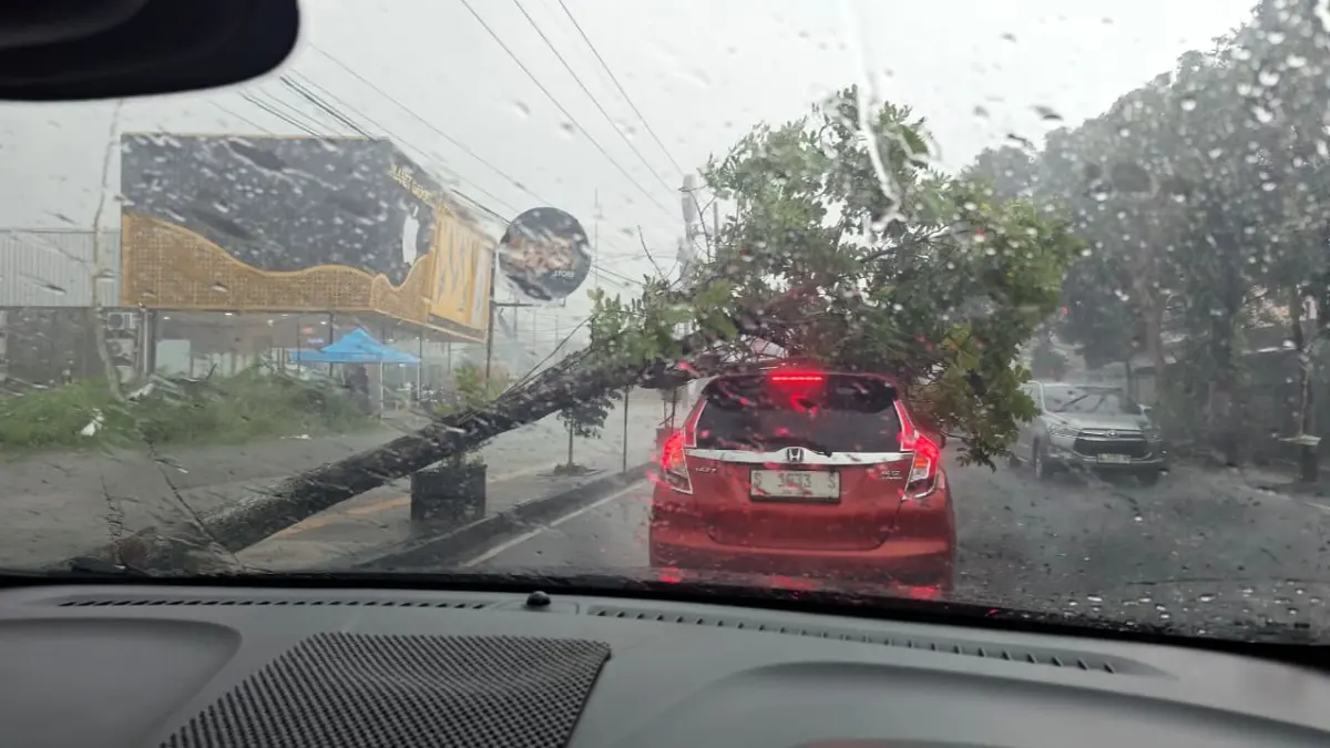MEMBAHAYAKAN: Hujan deras disertai angin kencang memicu pohon tumbang di Jalan Raden Wijaya, Kota Mojokerto, Kamis (9/4) sore. (Martda JPRM)