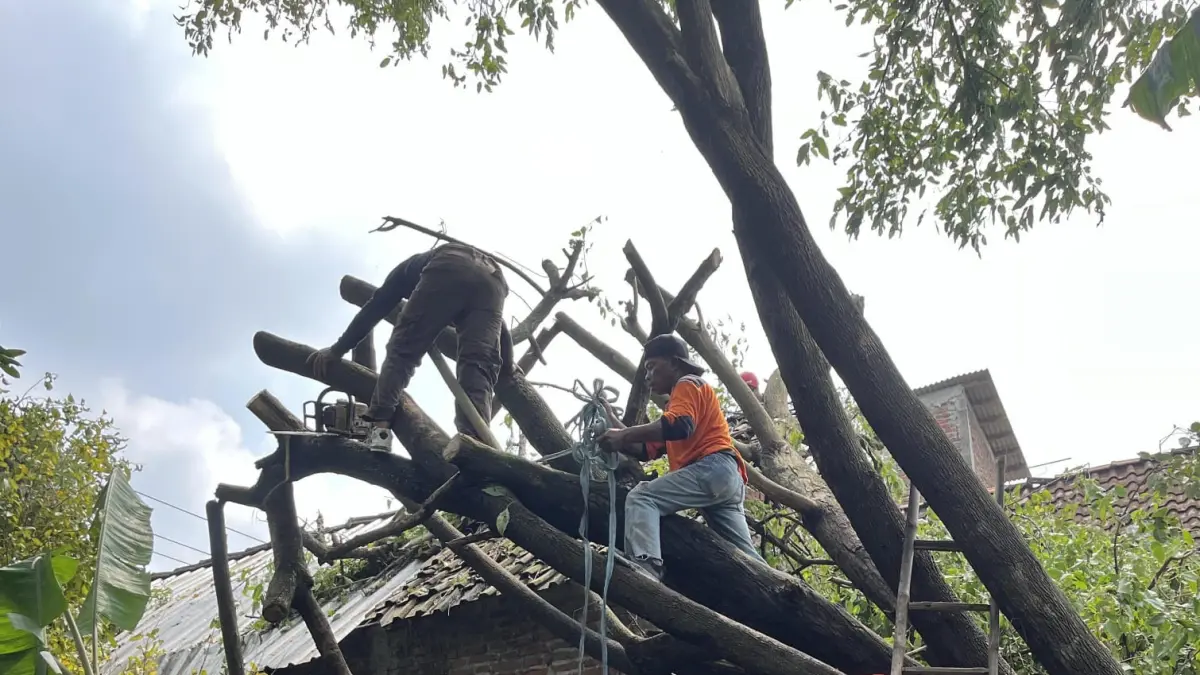 TERDAMPAK: BPBD Kabupaten Mojokerto melakukan evakuasi pohon tumbang akibat angin kencang di Desa Mojojajar, Kecamatan Kemlagi, kemarin (10/4). (Rizal JPRM)