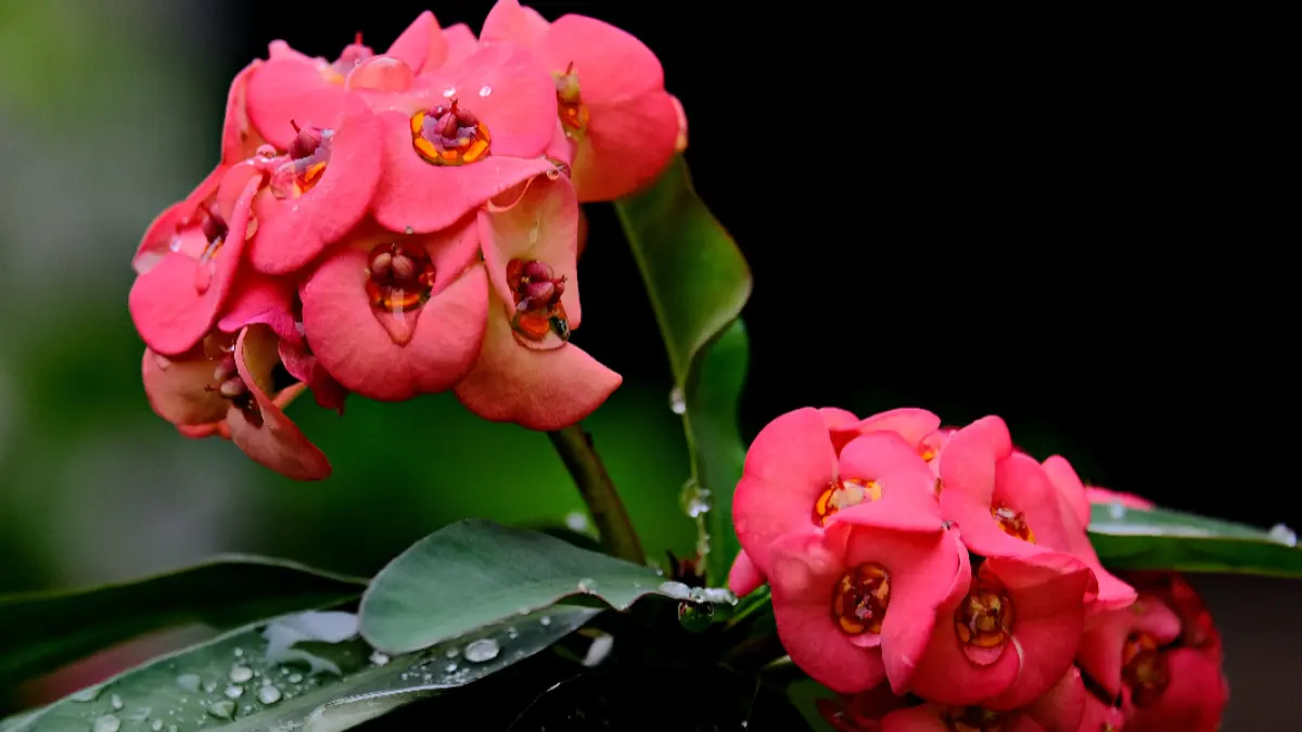 Euphorbia (Sumber:  hartono subagio/Pixabay)