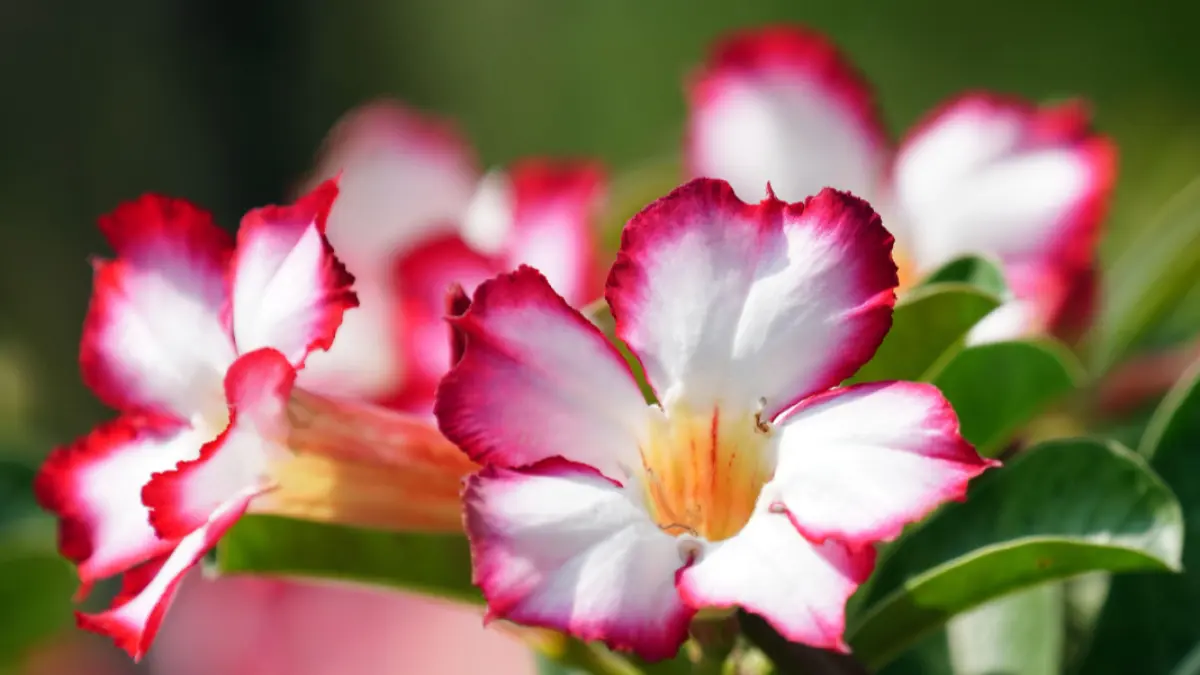 Kamboja Jepang/ Adenium (Sumber:  hartono subagio/Pixabay)