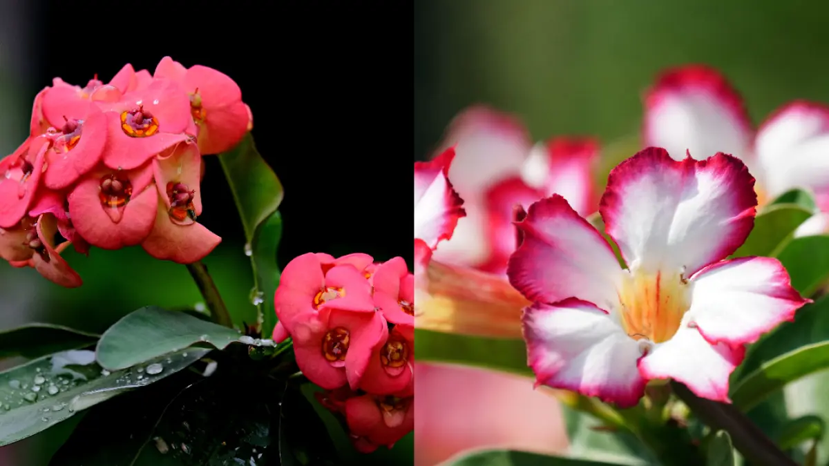 Lima rekomendasi tanaman hias yang cocok untuk wilayah dengan cuaca panas seperti Mojokerto. (Sumber:  hartono subagio/Pixabay)