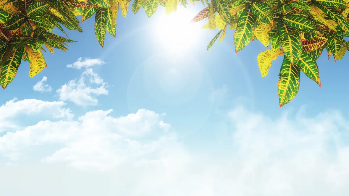 Ilustrasi musim panas (Sumber: kjpargeter/ Freepik)