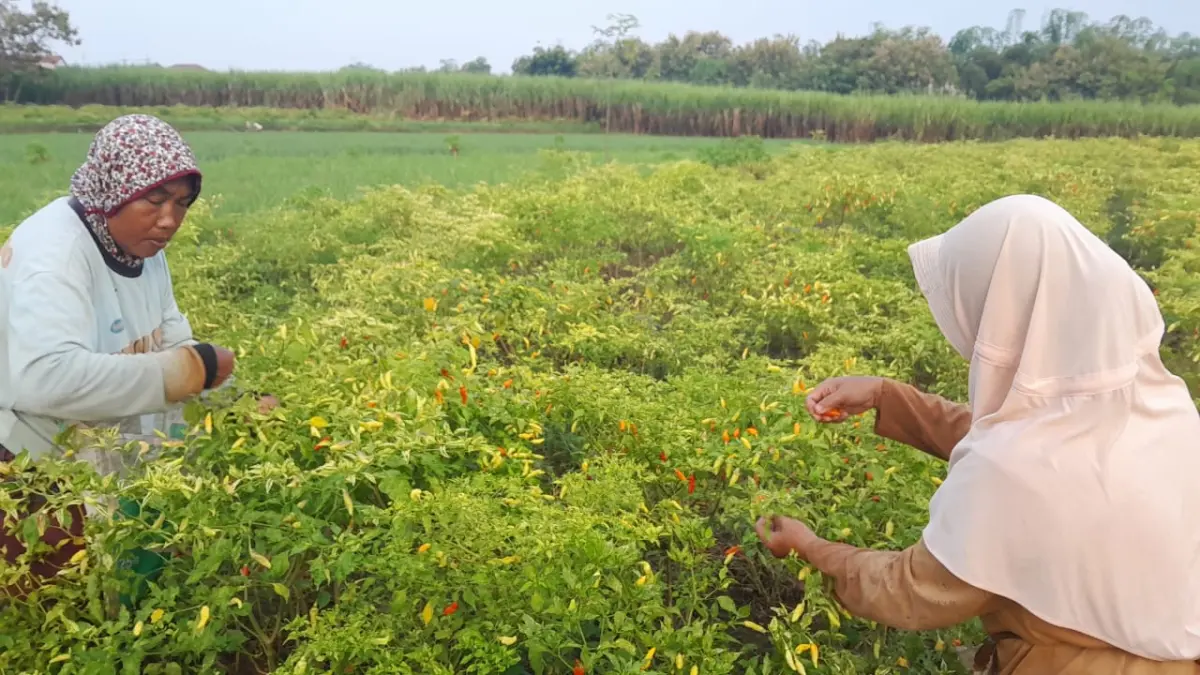 TAK MEMUASKAN: Petani cabai di Desa Sumberwuluh, Kecamatan Dawarblandong, Kabupaten Mojokerto, melaksanakan panen, Sabtu (19/4). 
