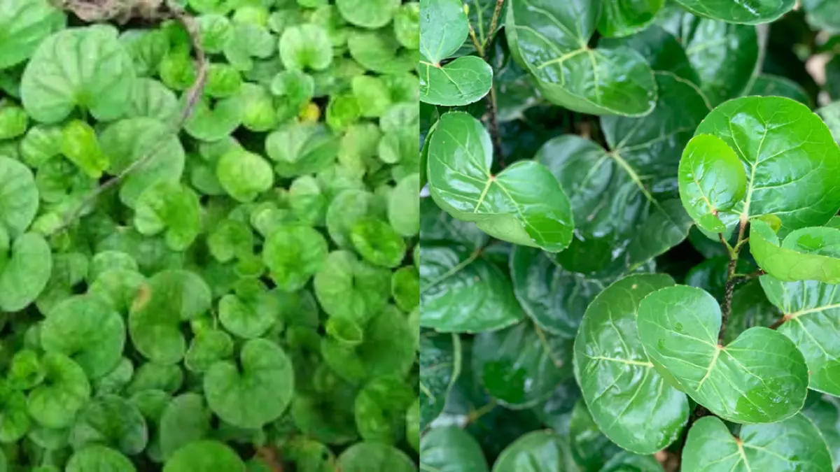 Pegagan dan daun mangkokan (Sumber: PT Naturindo Fresh/hijau.or.id)