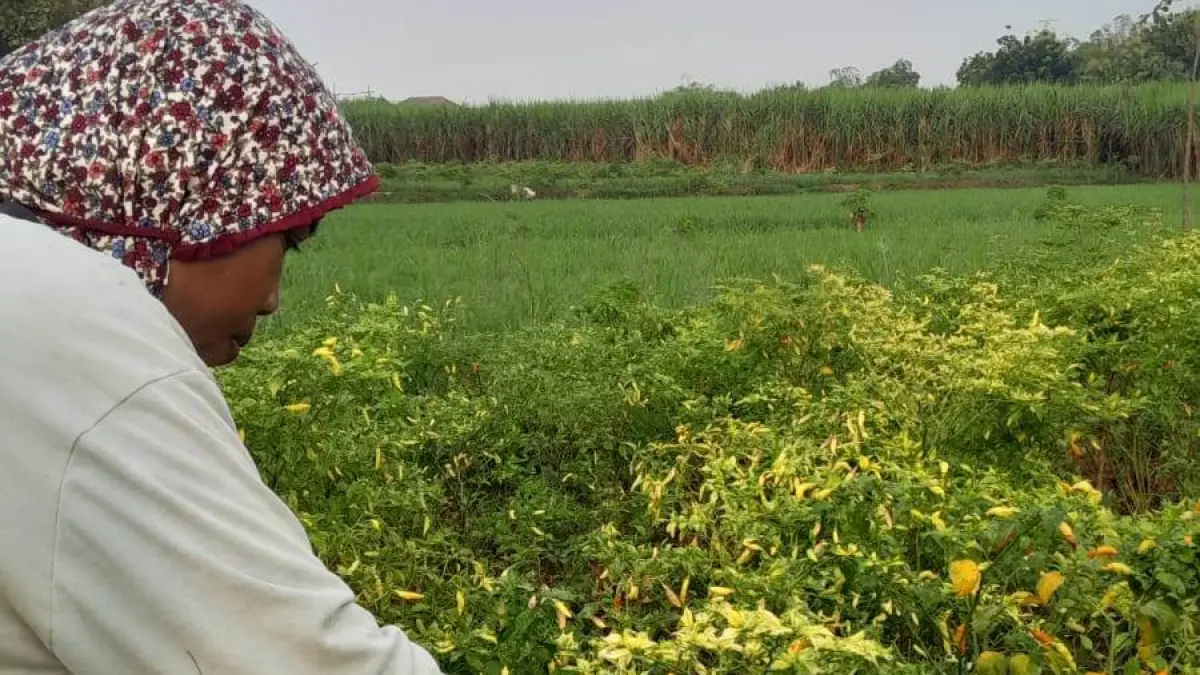 PRODUKSI MENURUN: Petani cabai di Desa Sumberwuluh, Kecamatan Dawarblandong, Kabupaten Mojokerto, sedang panen masa petik ke-11, pekan lalu. (Adi JPRM)