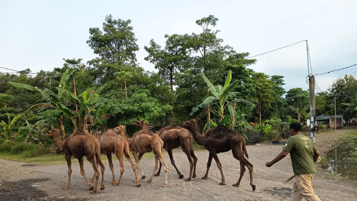 DIGEMBALA: Unta-unta yang dirawat di peternakan milik Faisal Effendi dilepasliarkan di pematang sawah di Dusun Dateng, Desa Watesnegoro, Kecamatan Ngoro, Kabupaten Mojokerto. (Rizal JPRM)