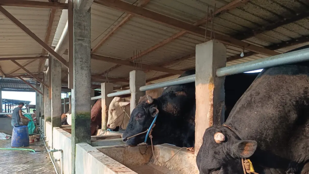 DIMINATI PEJABAT: Sapi-sapi unggulan yang dibesarkan di kandang peternakan di Dusun Dateng, Desa Watesnegoro, Kecamatan Ngoro, Kabupaten Mojokerto. (Rizal JPRM)