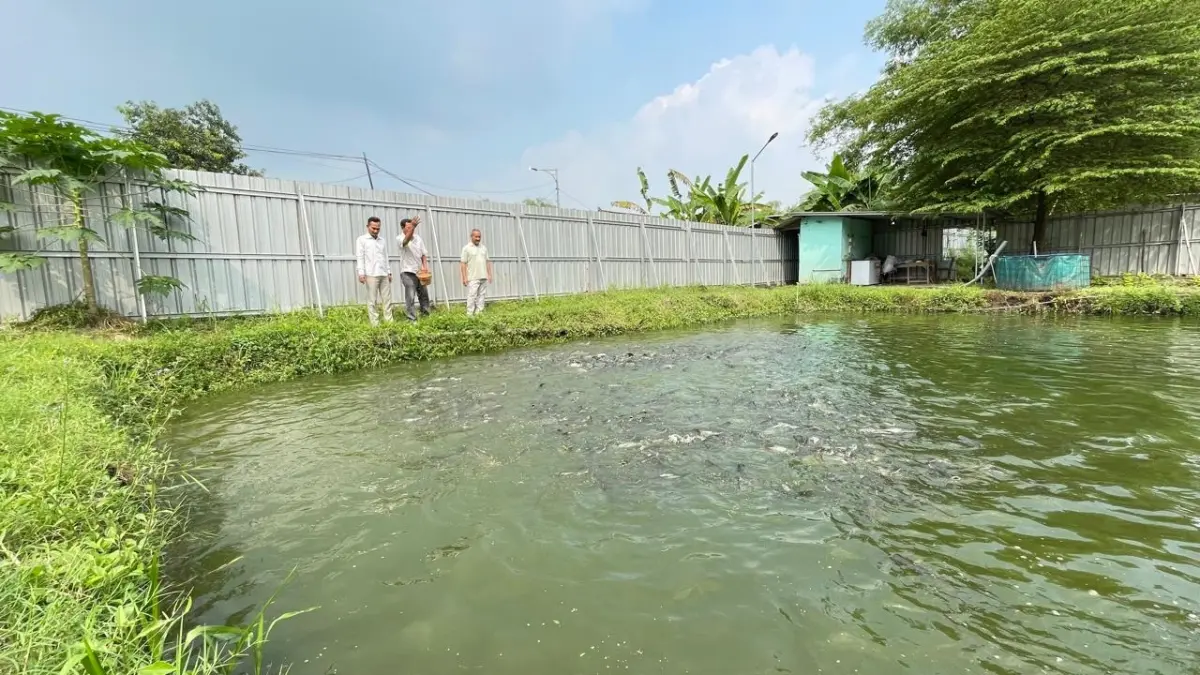 ASAS MANFAAT: Kolam budi daya ikan yang dikelola di BUMDes Kahuripan didirikan untuk menyokong program ketahanan pangan di Desa Klinterejo. (Martda JPRM)