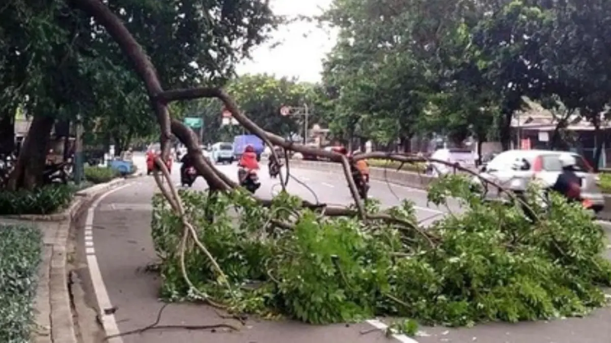 BMKG Ingatkan Risiko Pohon Tumbang Saat Hujan Lebat dan Angin Kencang.