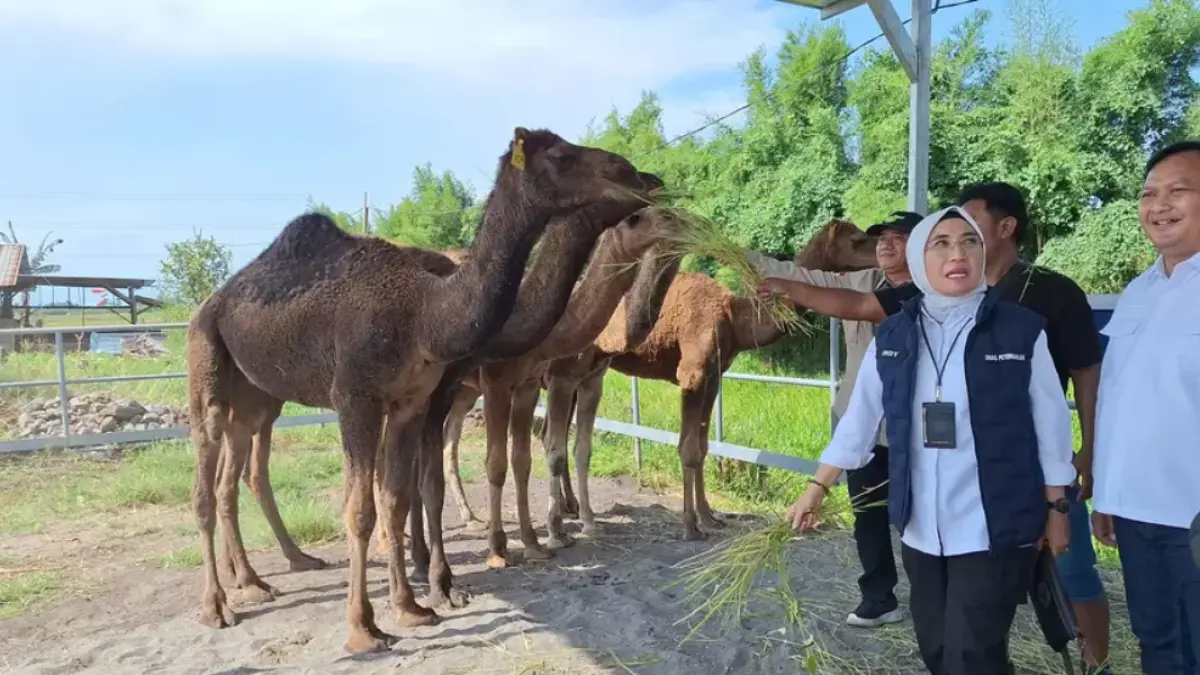 Fenomena peternakan unta di Mojokerto jadi daya tarik baru. Viral di media sosial, warga antusias, pemerintah meninjau potensi wisata.