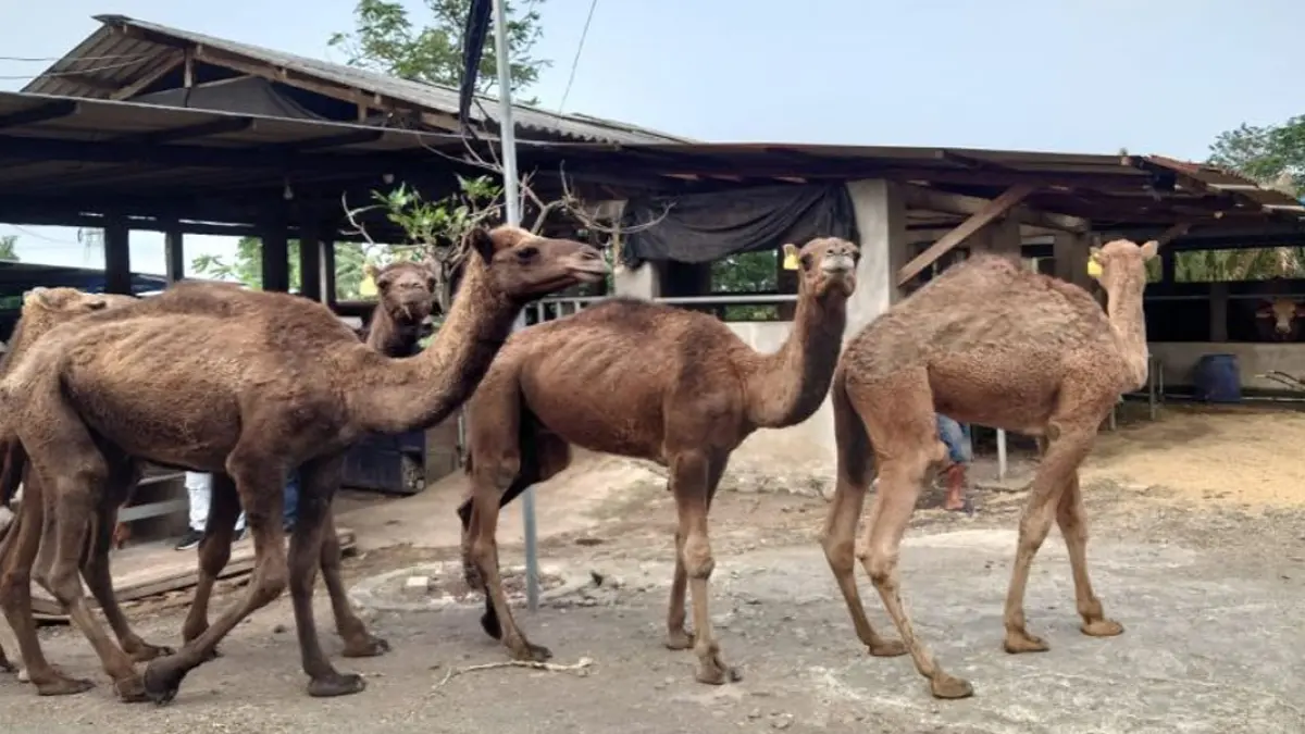 Keberadaan unta di tengah lingkungan pedesaan Mojokerto tentu menjadi daya tarik tersendiri.