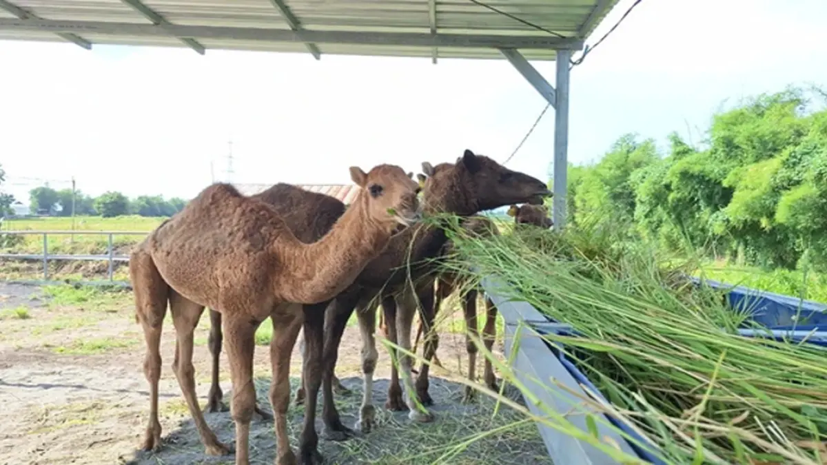 Viral peternakan unta di Mojokerto!