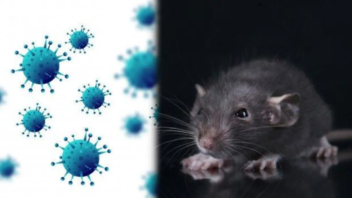 Waspada hantavirus! Penyakit langka dari tikus ini sudah tercatat di Indonesia. Kenali gejala awal sebelum terlambat.