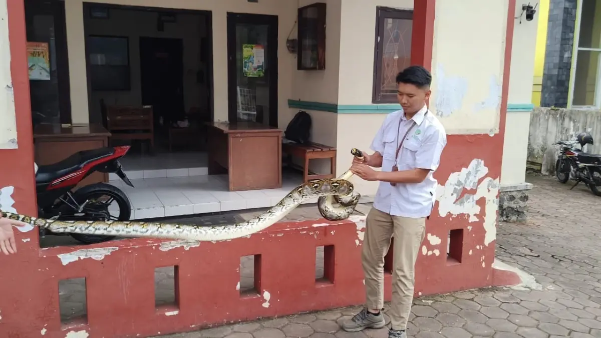 DIEVAKUASI: Seekor ular piton yang ditemukan warga di Dusun Jamur, Desa Kemiri, Kecamatan Pacet, Kabupaten Mojokerto, diserahkan ke petugas BBKSDA Jatim, Minggu (10/5) lalu. (Rizal JPRM)