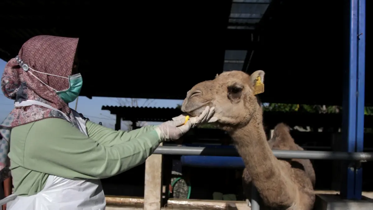 HARUS SEHAT: Petugas Dinas Pertanian Kabupaten Mojokerto memeriksa kesehatan seekor unta di Berkah Wafa Farm, Desa Watesnegoro, Kecamatan Ngoro, Kabupaten Mojokerto, kemarin (13/5). Hal itu dilakukan untuk mengetahui kondisi kesehatan hewan layak kurban dan aman dikonsumsi.  (Sofan JPRM)