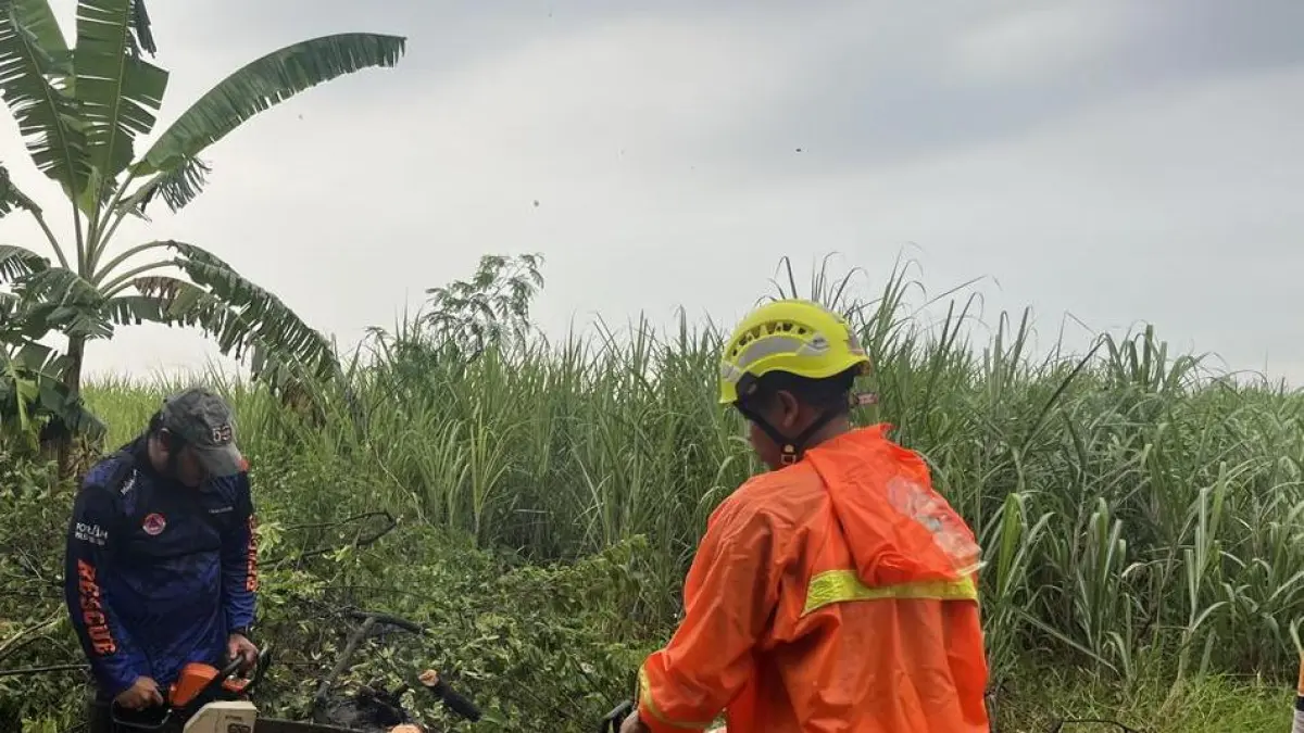 ROBOH: Personel BPBD Kabupaten Mojokerto melakukan evakuasi pohon tumbang akibat cuaca ekstrem di Desa Karangkedawang, Kecamatan Sooko, Jumat (15/5) sore. (Rizal JPRM)