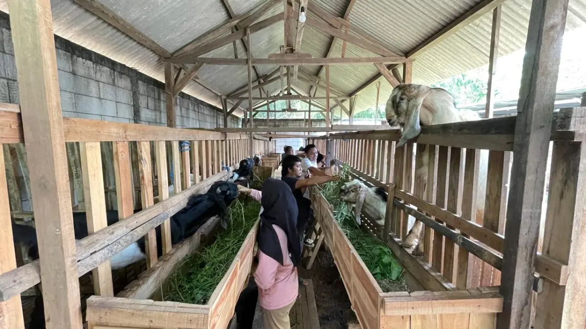KOLABORATIF: Pemdes dan Pengurus BUMDes Jampi Sejati merawat sekaligus memberikan pakan ternak kambing di kandang Dusun Kedungpring, Desa Jampirogo, kemarin (20/5).