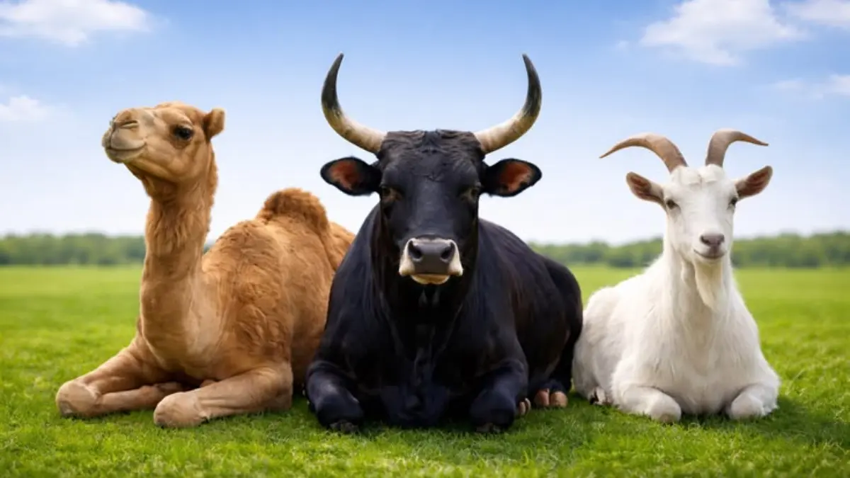 Dari Unta hingga Sapi Raksasa, Begini Tradisi Kurban di Berbagai Negara