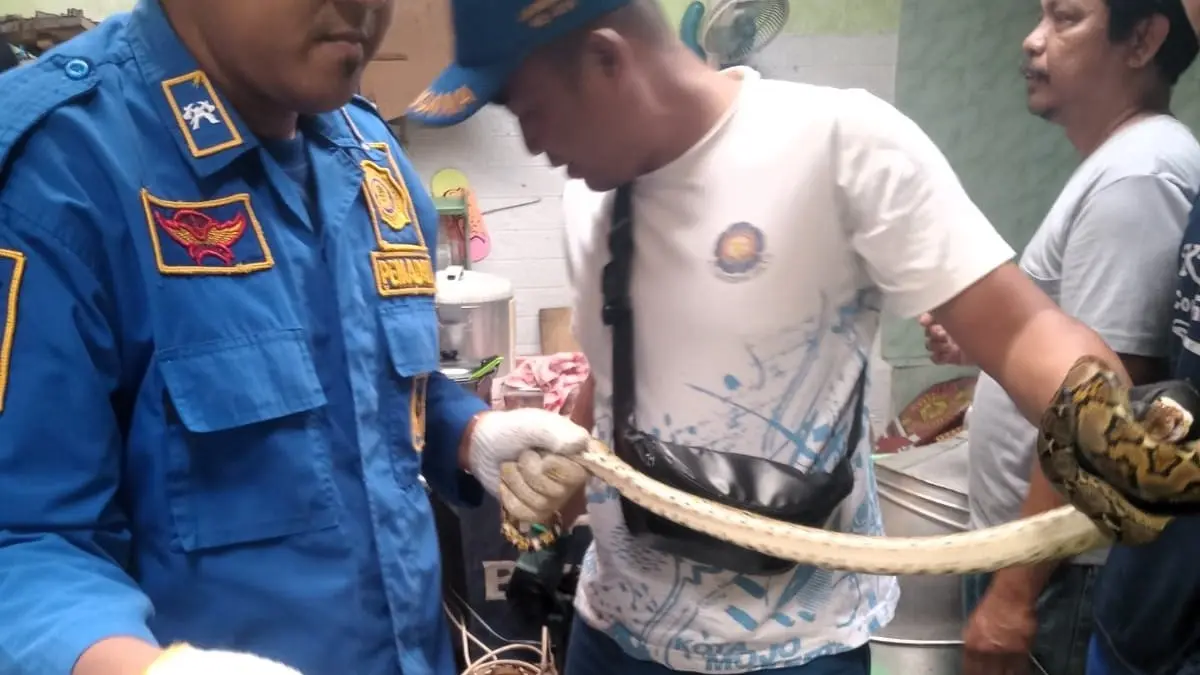 BIKIN RESAH: Petugas damkar mengevakuasi ular sanca sepanjang satu meter yang masuk rumah warga Magersari Gang V, Kota Mojokerto, Minggu (24/5). (dok UPTD Damkar Kota Mojokerto for JPRM)