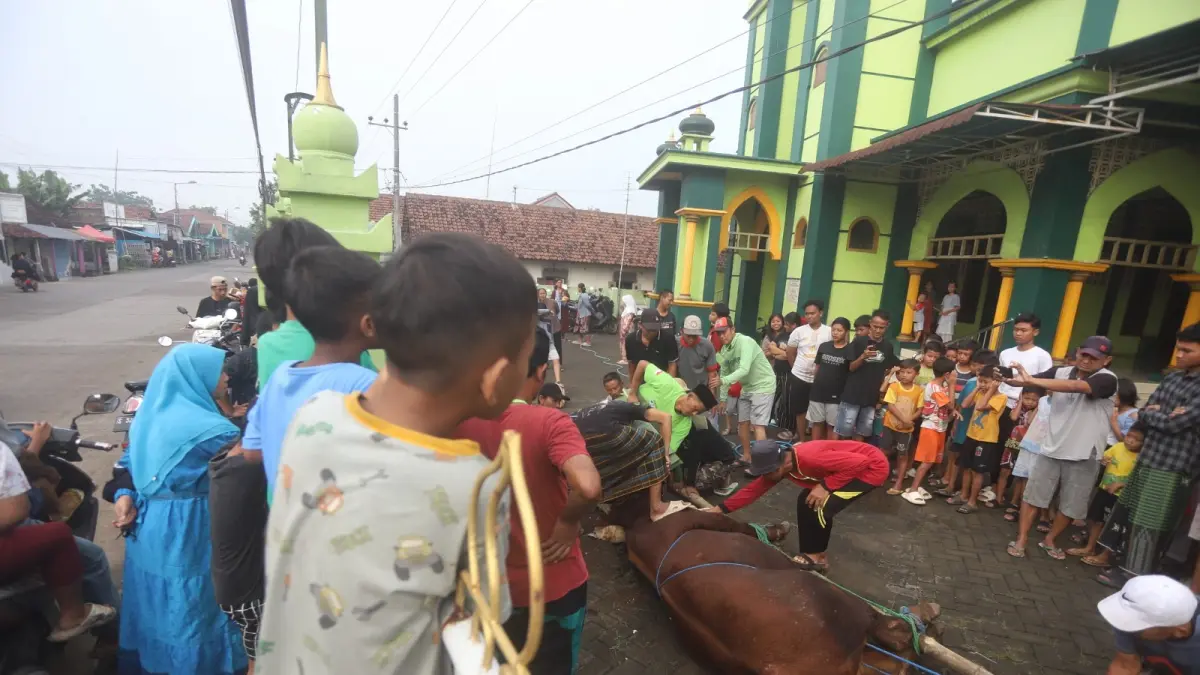 TONTONAN: Prosesi pemotongan hewan kurban disaksikan warga Desa Tawangsari, Kecamatan Trowulan, Kabupaten Mojokerto. Tak terkecuali kalangan anak-anak yang antusias menyaksikan prosesi hingga memanjat pagar masjid setempat, Rabu (27/5). (Sofan JPRM)