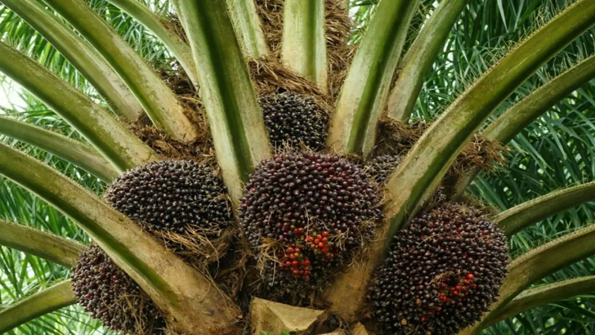 Harga kelapa sawit menurun? apa yang dirasakan oleh petani?