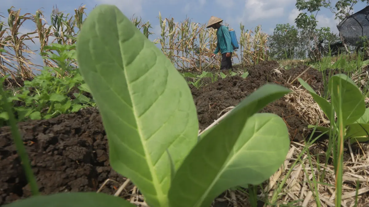CURAH HUJAN TINGGI: Petani tembakau di Desa Banyulegi, Kecamatan Dawarblandong tengah menyemprotkan pupuk cair untuk memperkuat tanaman menyusul adanya cuaca ekstrem yang memicu tingginya curah hujan di kawasan tersebut.&nbsp;(Sofan Kurniawan/JPRM)
