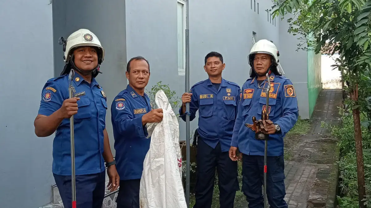 PENYELAMATAN: Tim Damkar BPBD Kabupaten Mojokerto mengevakuasi seekor ular kobra yang masuk ke rumah warga di Desa Gayaman, Kecamatan Mojoanyar, RabU (24/6).&nbsp;(Rizal JPRM)