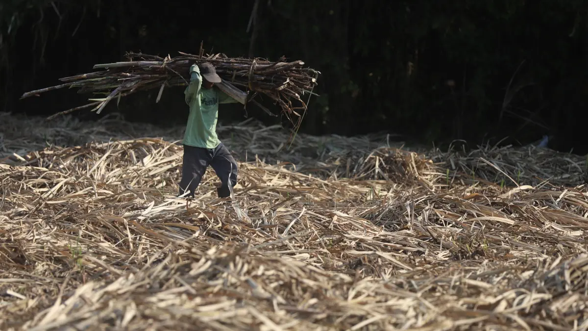 BURUH tani mengusung hasil panen tebu di lahan perkebunan area Kelurahan Pulorejo, Kecamatan Prajurit Kulon, Kota Mojekerto kemarin (2/7).