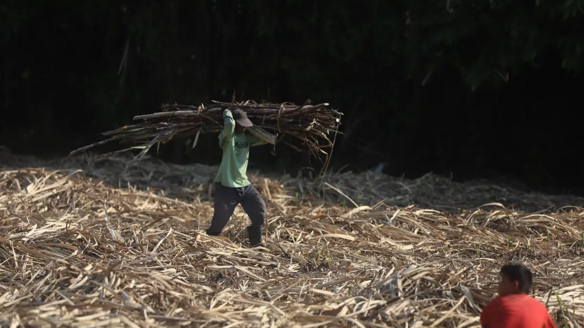 BURUH tani mengusung hasil panen tebu di lahan perkebunan area Kelurahan Pulorejo, Kecamatan Prajurit Kulon, Kota Mojekerto kemarin (2/7). (Sofan JPRM)