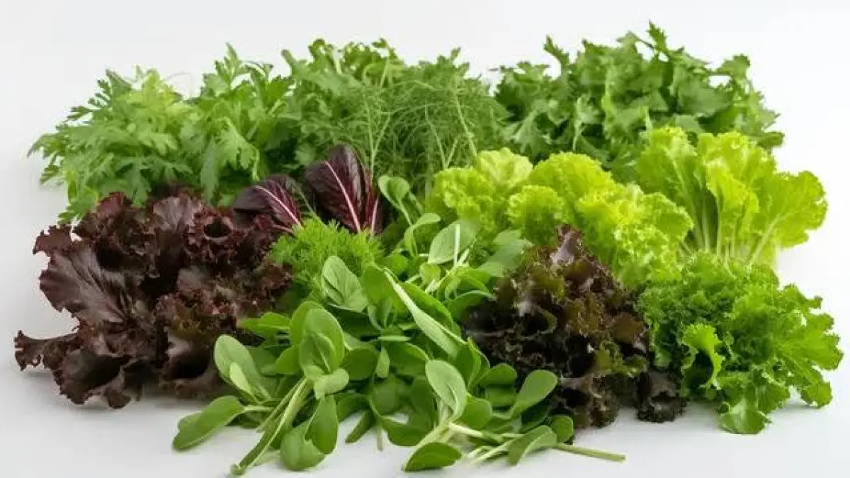 aneka sayuran daun