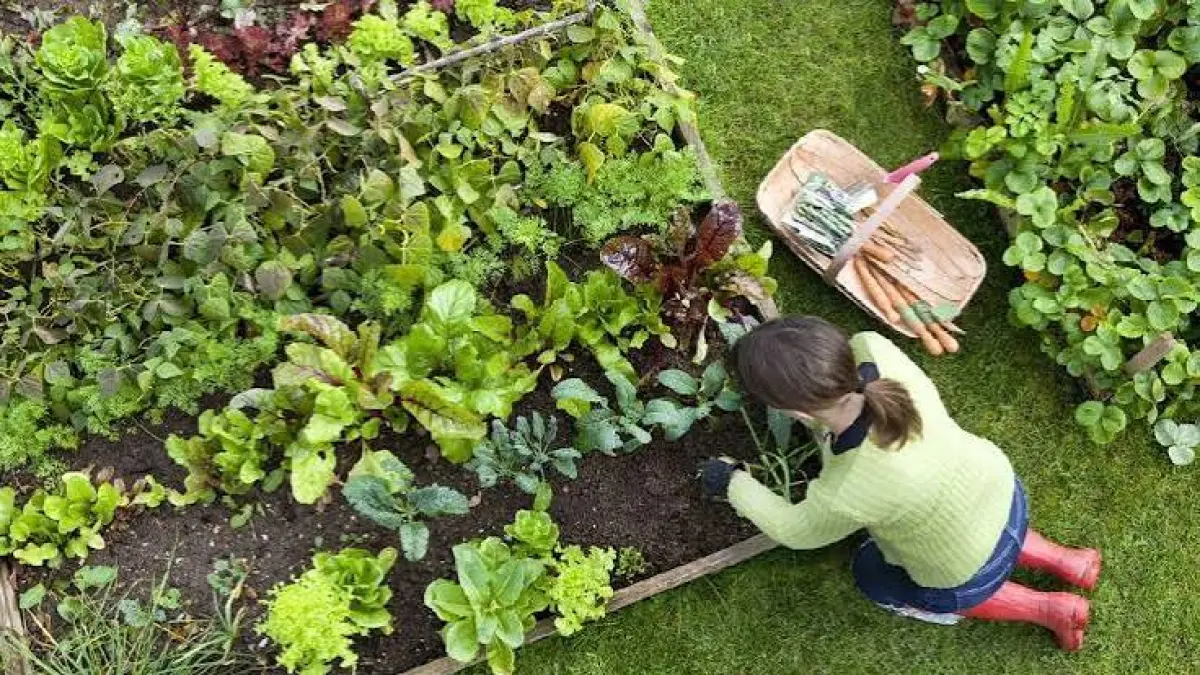 Berkebun di Pekarangan Rumah