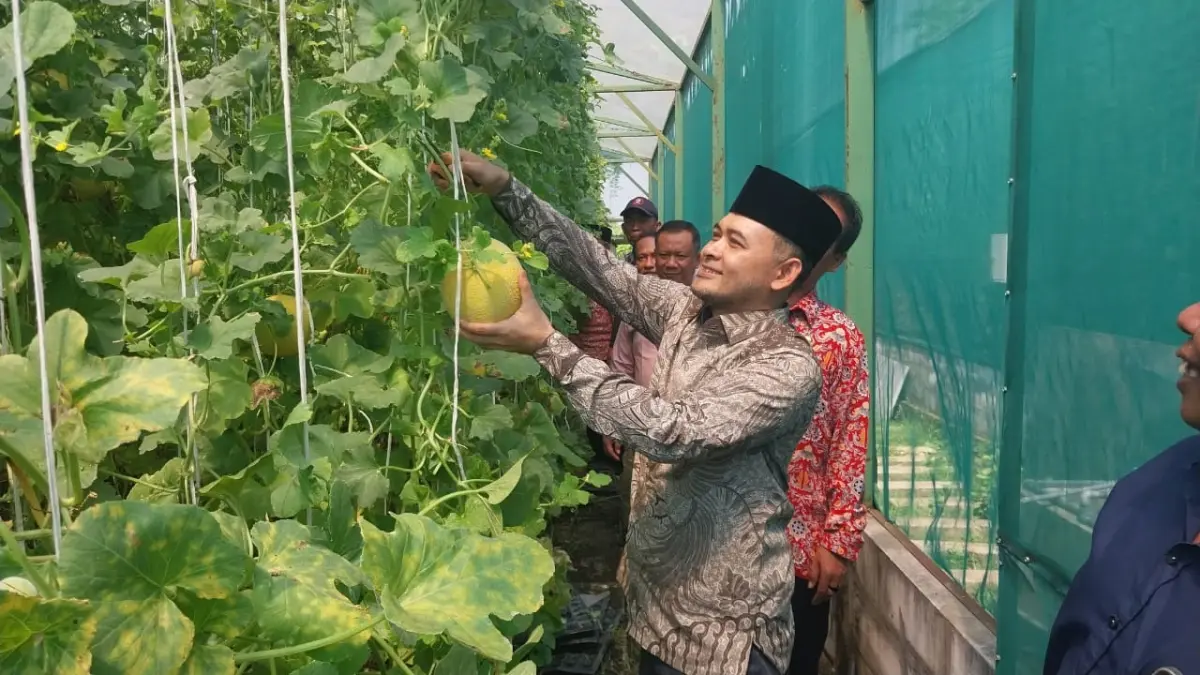 SIAP PETIK: Stafsus Mendes dan PDT M. Afif Zamroni saat meninjau greenhouse tanaman melon yang dikembangkan BUMDes Adipati, Desa Japan, Kecamatan Sooko, Kamis (2/7). (Rizal JPRM)