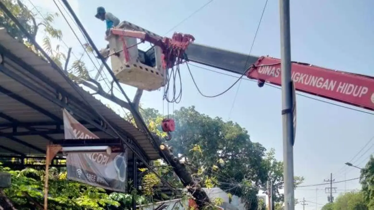 DITANGANI: Proses evaluasi pohon glodokan di Jalan Bhayangkara, Kota Mojokerto, yang roboh menimpa warung kopi,  kemarin (7/7). (Adi JPRM)