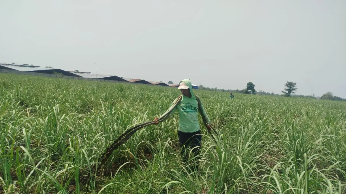BUKAN LIMBAH: Produk cair yang diangkut truk tangki dan diimplementasikan ke lahan pertanian bukan limbah tetes melainkan Pupuk Hayati Enero yang memiliki legalitas, kemarin (9/7).