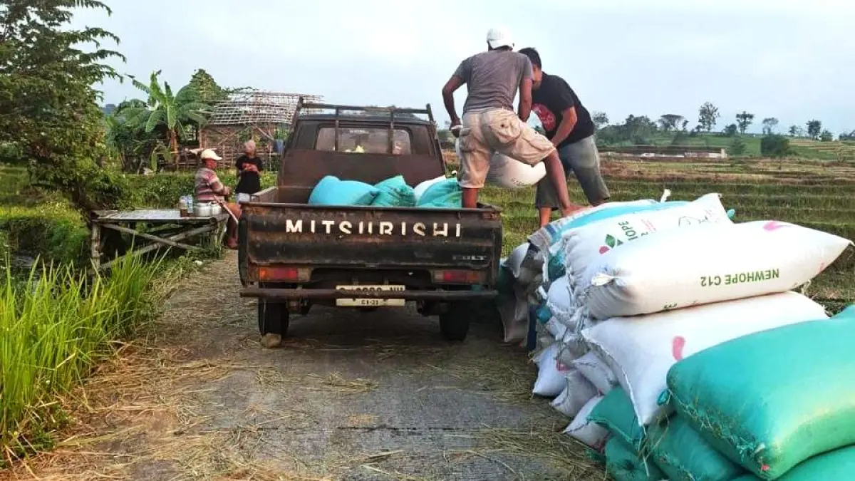 SENTRA PADI: Petani mengusung hasil panenan beras membramu di Desa Warugunung, Kecamatan Pacet, Kabupaten Mojokerto. 