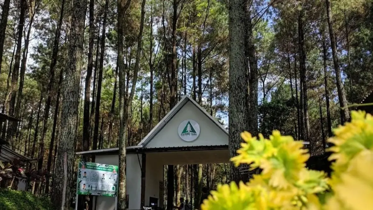 Pesona Alas Venus Trawas, destinasi liburan atau camping ground bersama keluarga. Kombinasi sempurna hutan pinus yang asri dan sejuk untuk berlibur di akhir pekan.