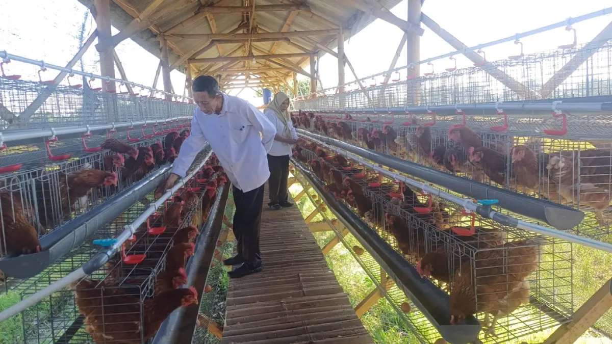 USAHA TERNAK: Pj Kepala Desa Windurejo Budi Santoso bersama Ketua BUMDes Windu Jaya, Kusnia sedang mengecek dan mengambil telur di kandang.&nbsp;(Dodik JPRM)