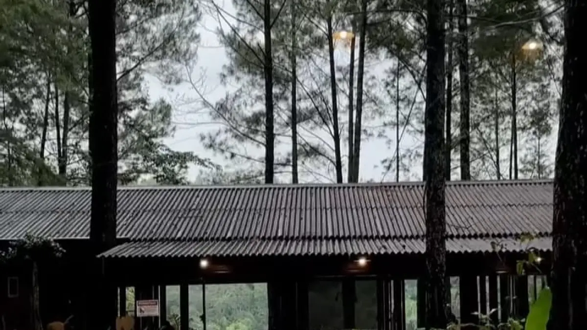 Suasana Rindhang Cafe & Eatery, nongkrong santai dengan suasana sejuk yang dikelilingi oleh pohon pinus.