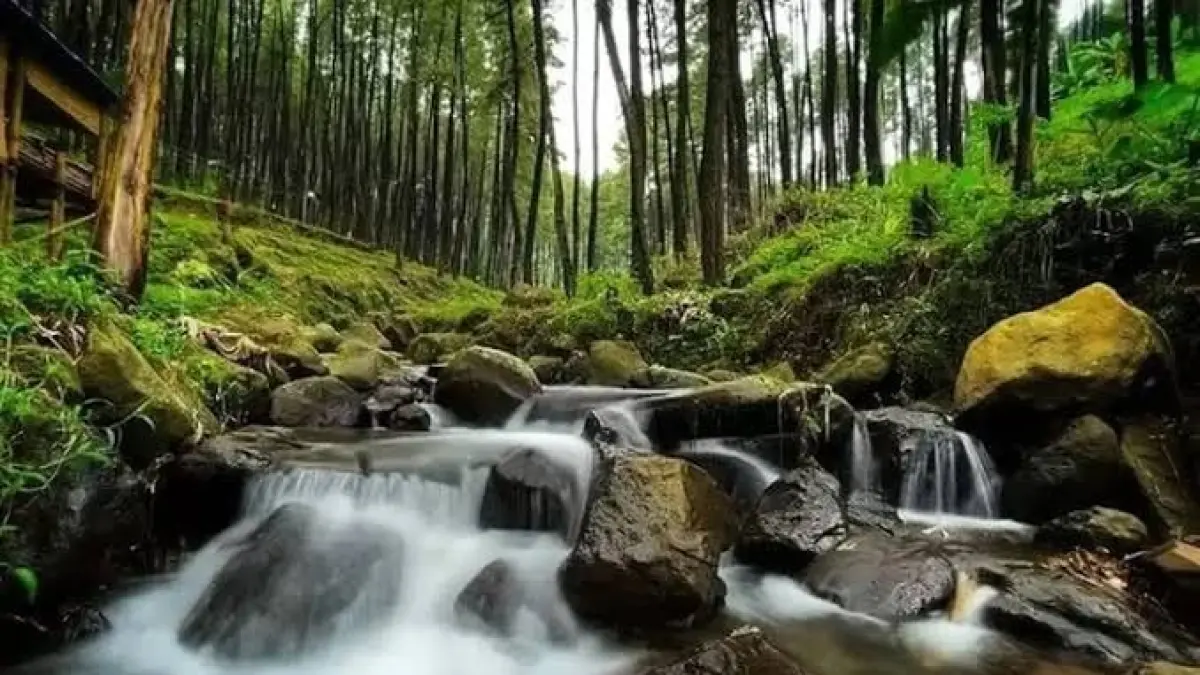 Aliran sungai berbatu di Klurak Eco Park yang jernih, dan dikelilingi rimbunnya pohon pinus.