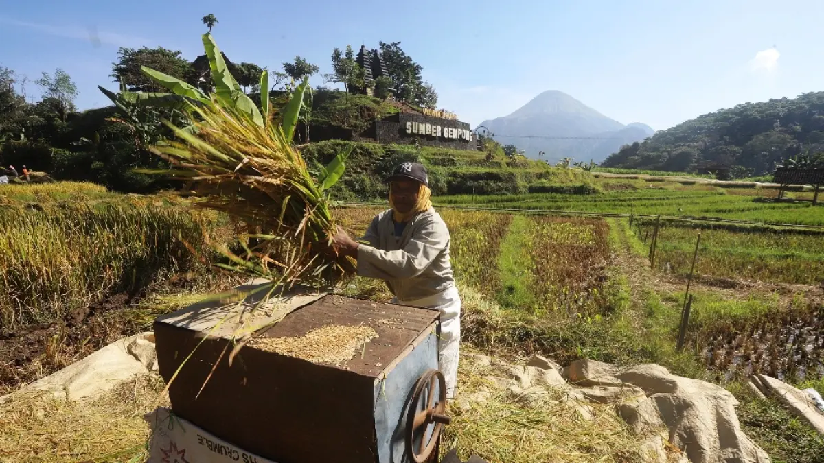 Petani menggiling padi dengan cara manual di areal persawahan Desa Ketapanrame, Kecamatan Trawas, Senin (27/7). (Sofan JPRM)