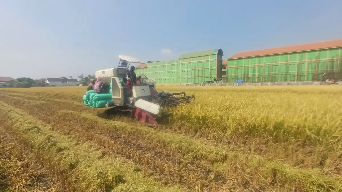 PROSES PANEN: Proses panen varietas padi MR70 dengan masa panen sekitar 70 hari di Desa Tunggalpager, Kecamatan Pungging diharapkan menjadi salah satu solusi produktivitas pertanian. (Dodik JPRM)