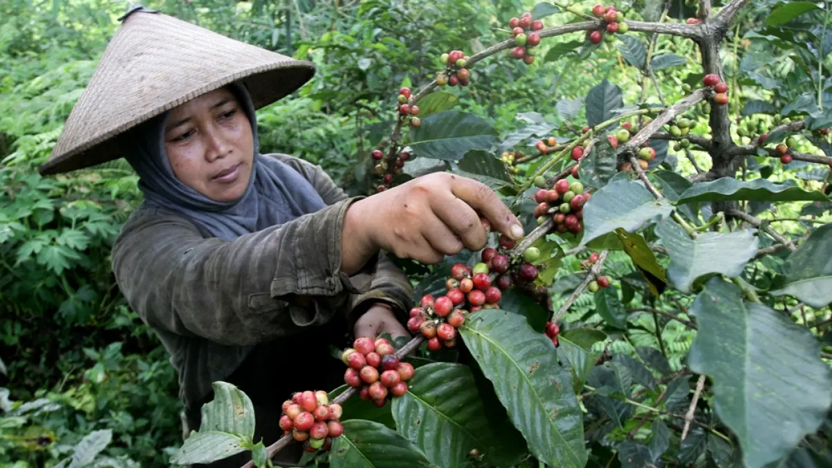 BERGELIAT: Petani kopi memetik kopi ceri hasil budi daya yang memanfaatkan lahan Perhutani di kawasan Gunung Welirang, Desa Ketapanrame, Kecamatan Trawas, Kabupaten Mojokerto, Minggu, (5/7). (Sofan JPRM)