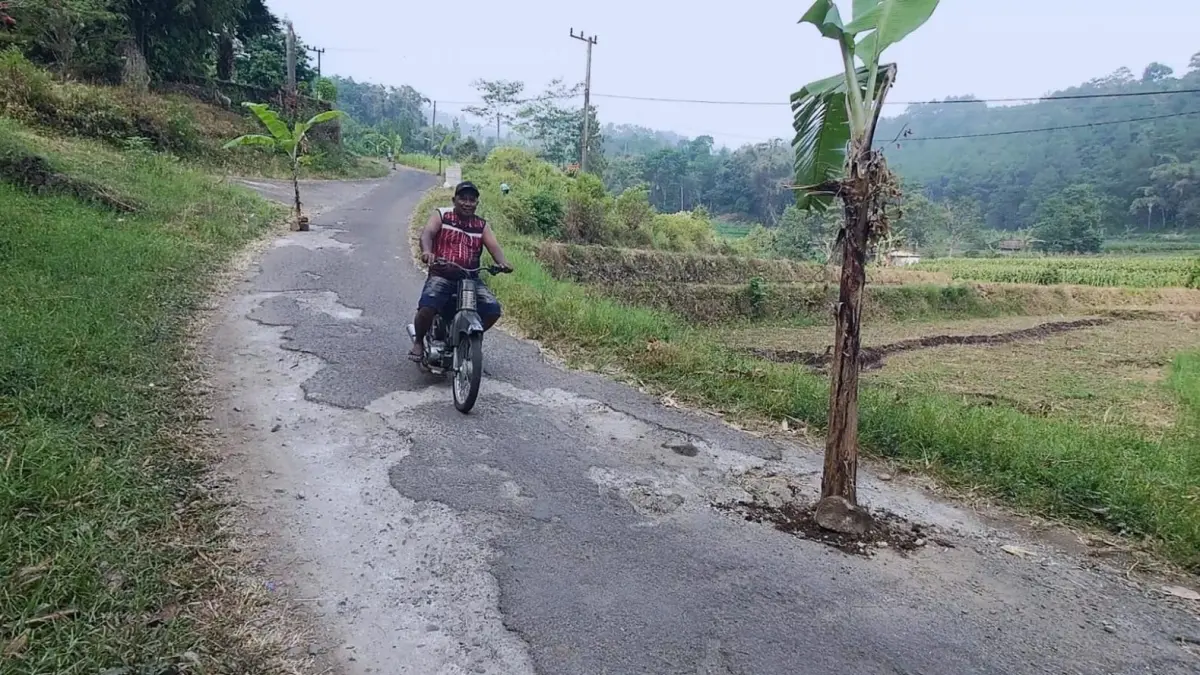 DIKELUHKAN: Pohon pisang yang ditanam warga Dusun Pacet Selatan, Desa/Kecamatan Pacet, Kabupaten Mojokerto sebagai bentuk protes kondisi jalan yang rusak, Jumat (31/7). (Rizal JPRM) 